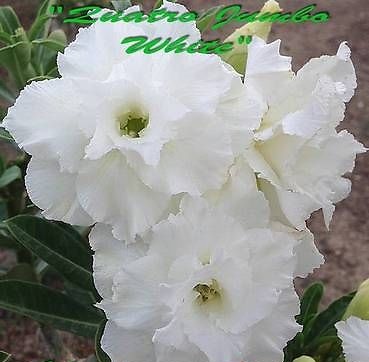 (image for) Adenium Obesum Quattro Jumbo White\' 5 Seeds